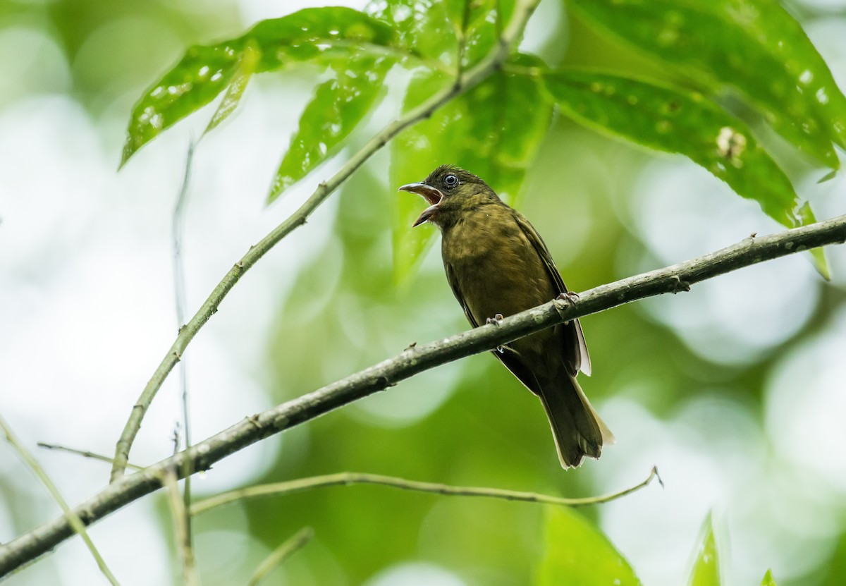 Ochre-breasted Tanager - ML147869221