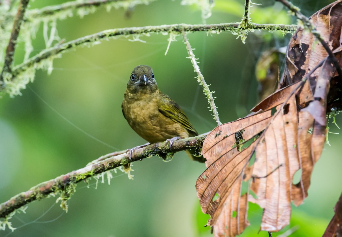 Ochre-breasted Tanager - ML147869231