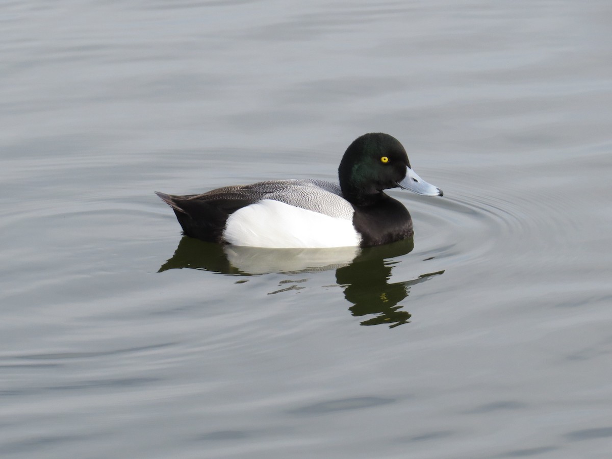 Greater Scaup - Kirk LaGory