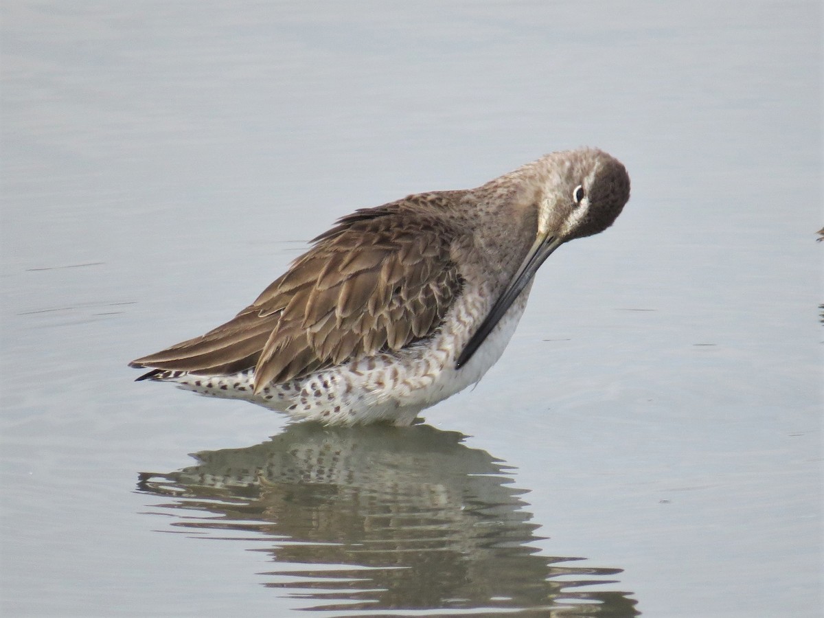 Long-billed Dowitcher - Kirk LaGory