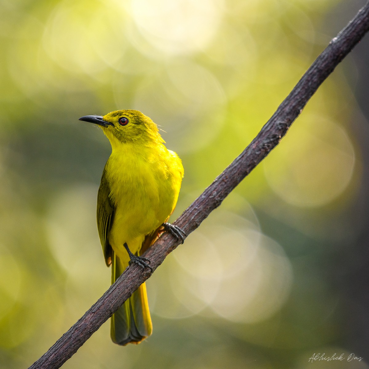 Yellow-browed Bulbul - Abhishek Das