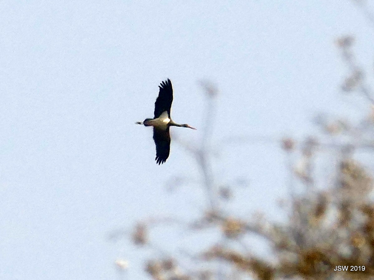 Black Stork - Jaswinder Waraich