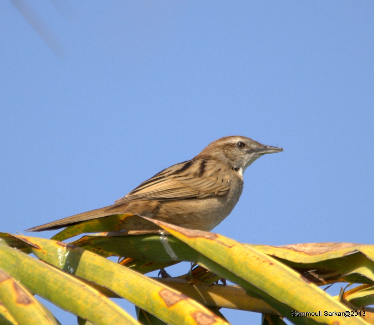Striated Grassbird - Sommouli Sarkar