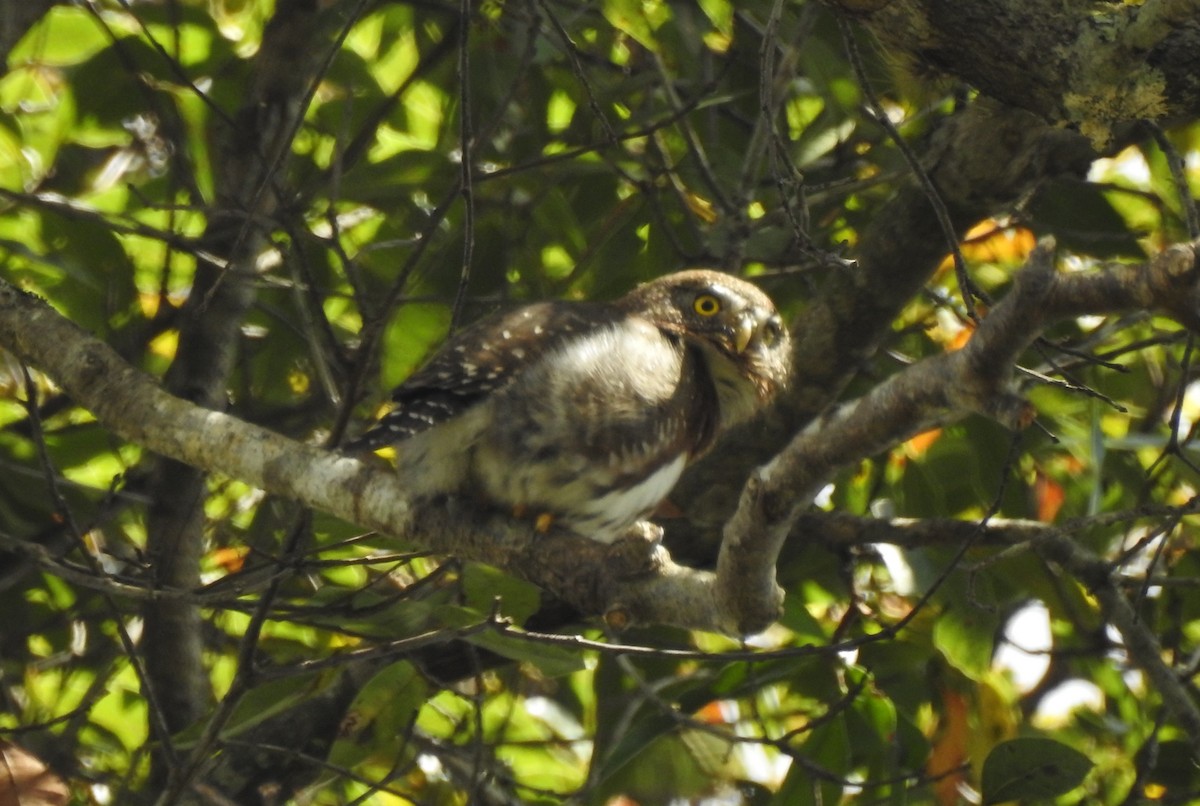 Northern Pygmy-Owl (Guatemalan) - ML147884431