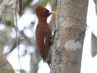  - Waved Woodpecker (Scale-breasted)