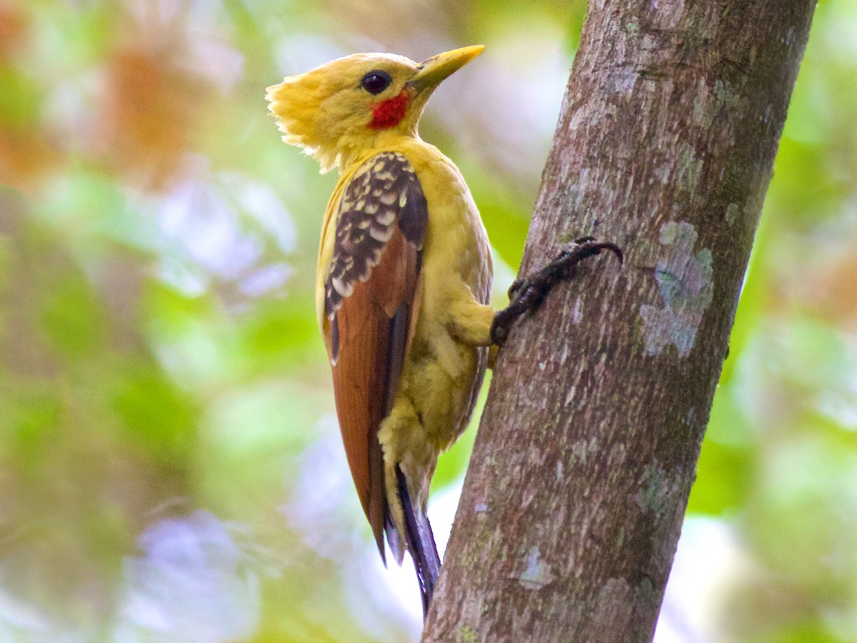 Cream-colored Woodpecker - Ed Harper