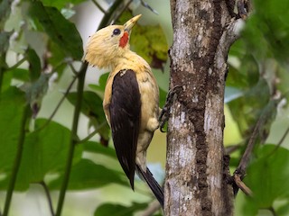 - Cream-colored Woodpecker