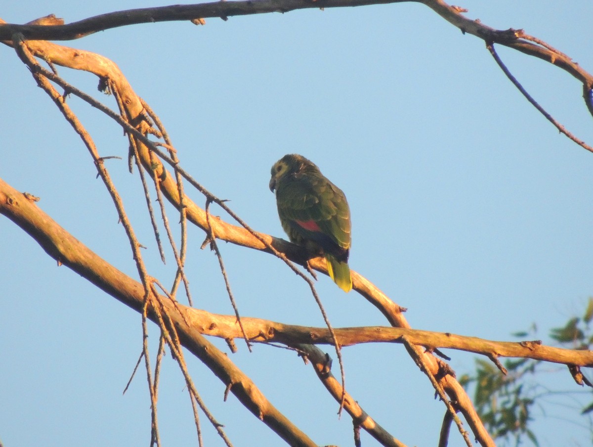 Turquoise-fronted Parrot - ML147890261
