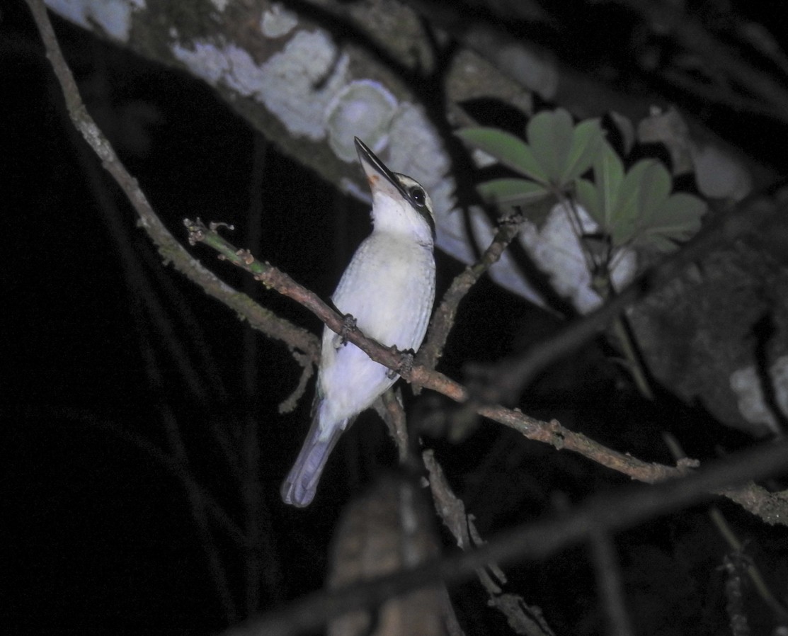 Collared Kingfisher (Nicobar Is.) - ML147891131