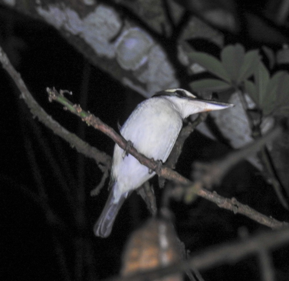Collared Kingfisher (Nicobar Is.) - Sahana M
