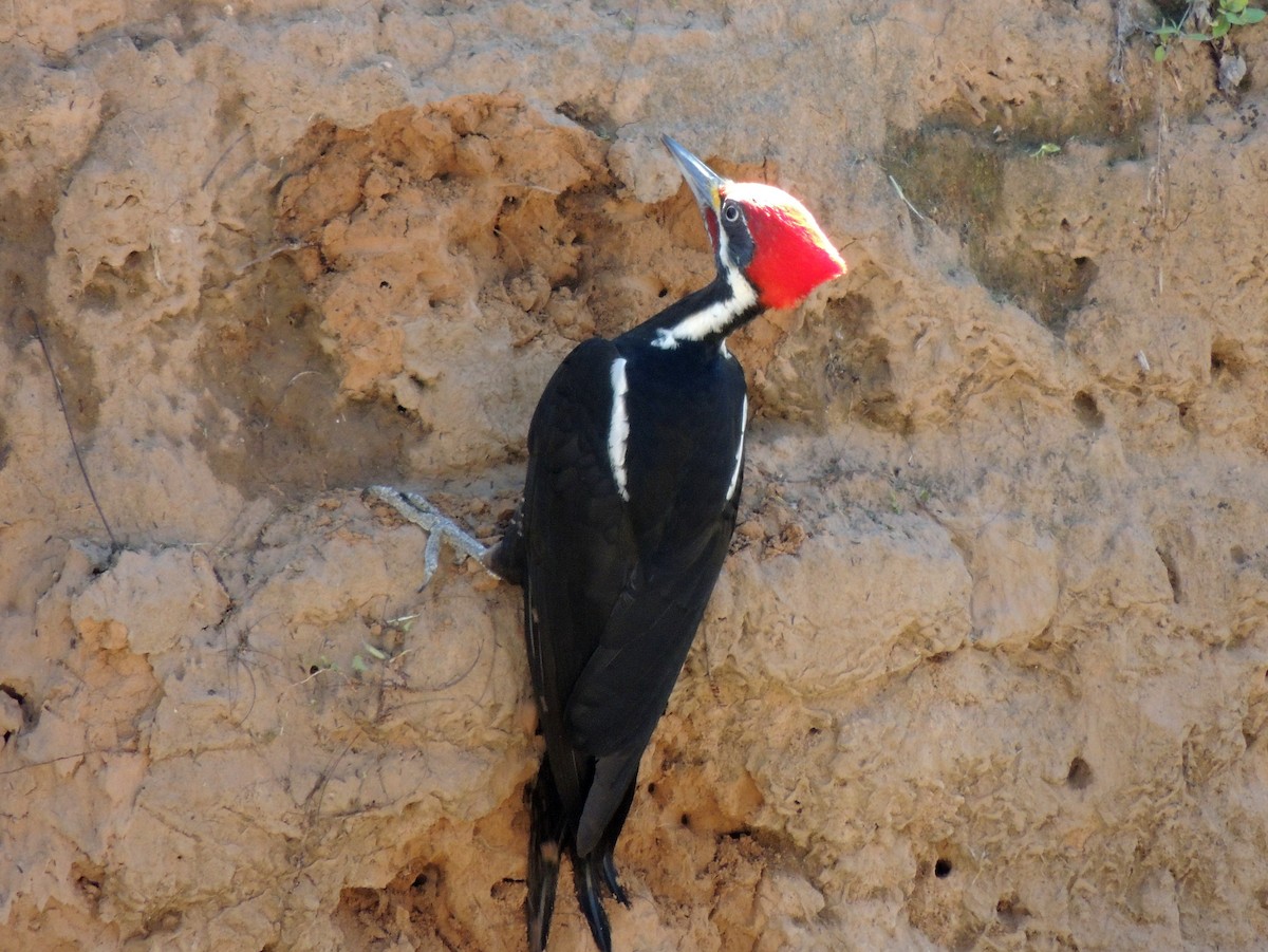 Black-bodied Woodpecker - ML147891231