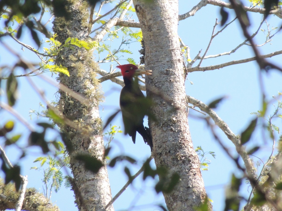 Cream-backed Woodpecker - Gonzalo Diaz