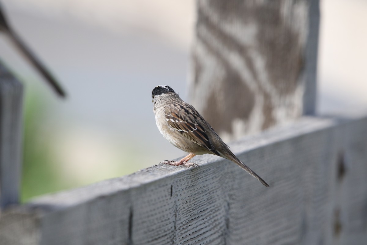 Golden-crowned Sparrow - Ryan Phillips