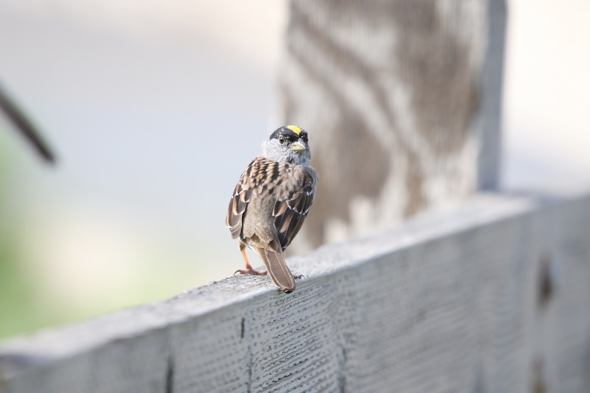 Golden-crowned Sparrow - ML147892971