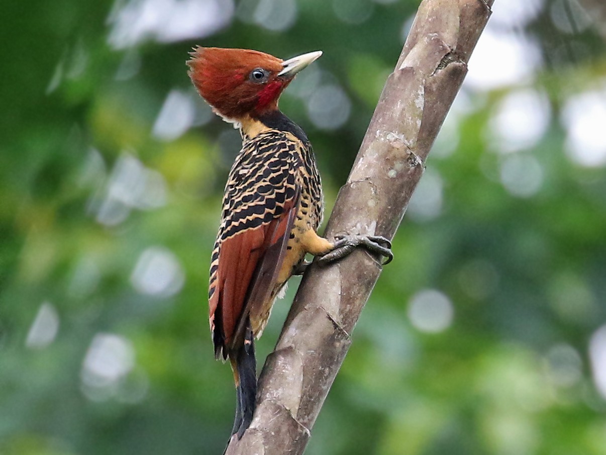 Rufous-headed Woodpecker - Andrew Spencer