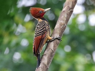  - Rufous-headed Woodpecker