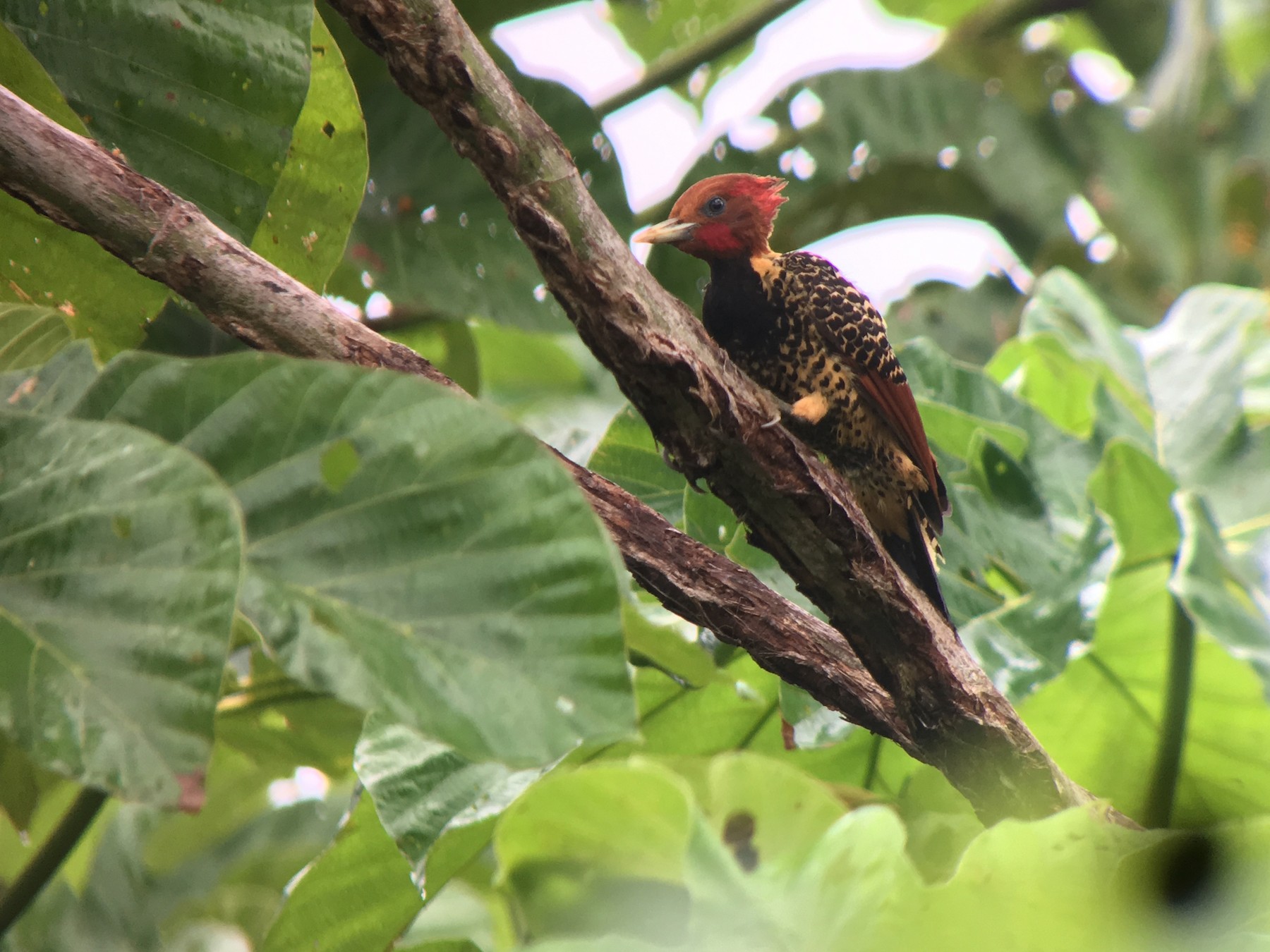 Rufous-headed Woodpecker - Doug Hendricks
