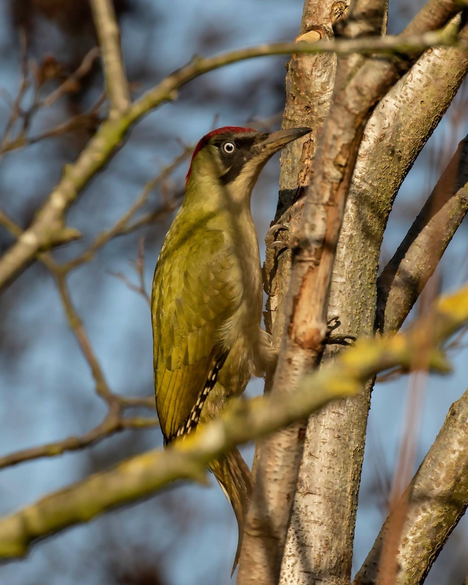Eurasian Green Woodpecker - Thomas Kallmeyer