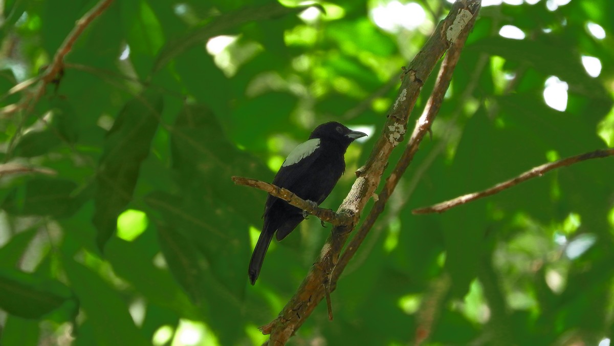 White-shouldered Tanager - ML147896961