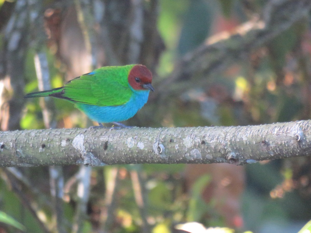Bay-headed Tanager - ML147896971