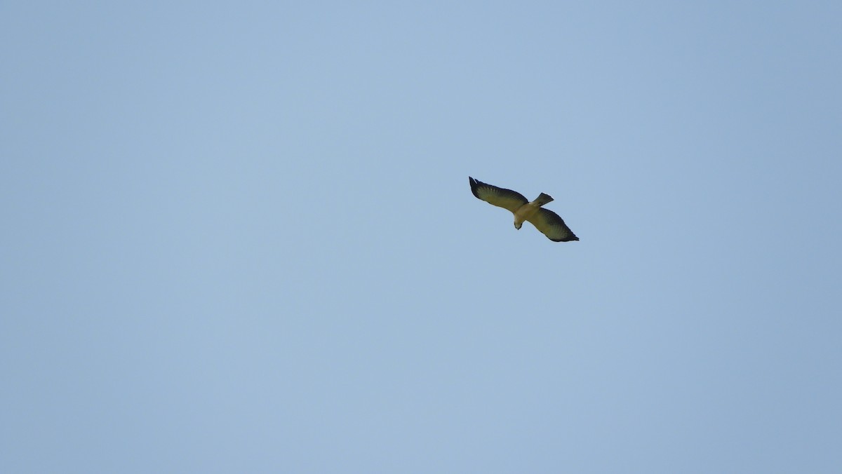 Short-tailed Hawk - Jorge Muñoz García   CAQUETA BIRDING