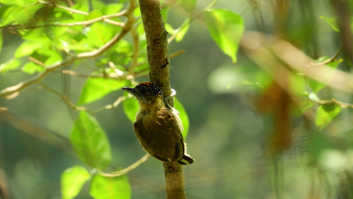 Olivaceous Piculet - ML147897111