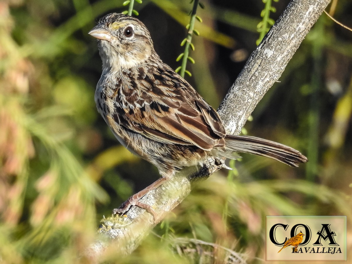 Grassland Sparrow - ML147897861