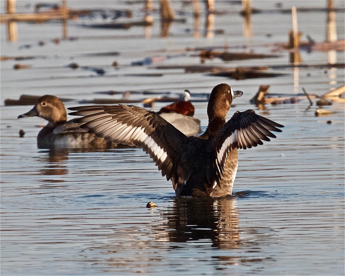 Greater Scaup - ML147900171