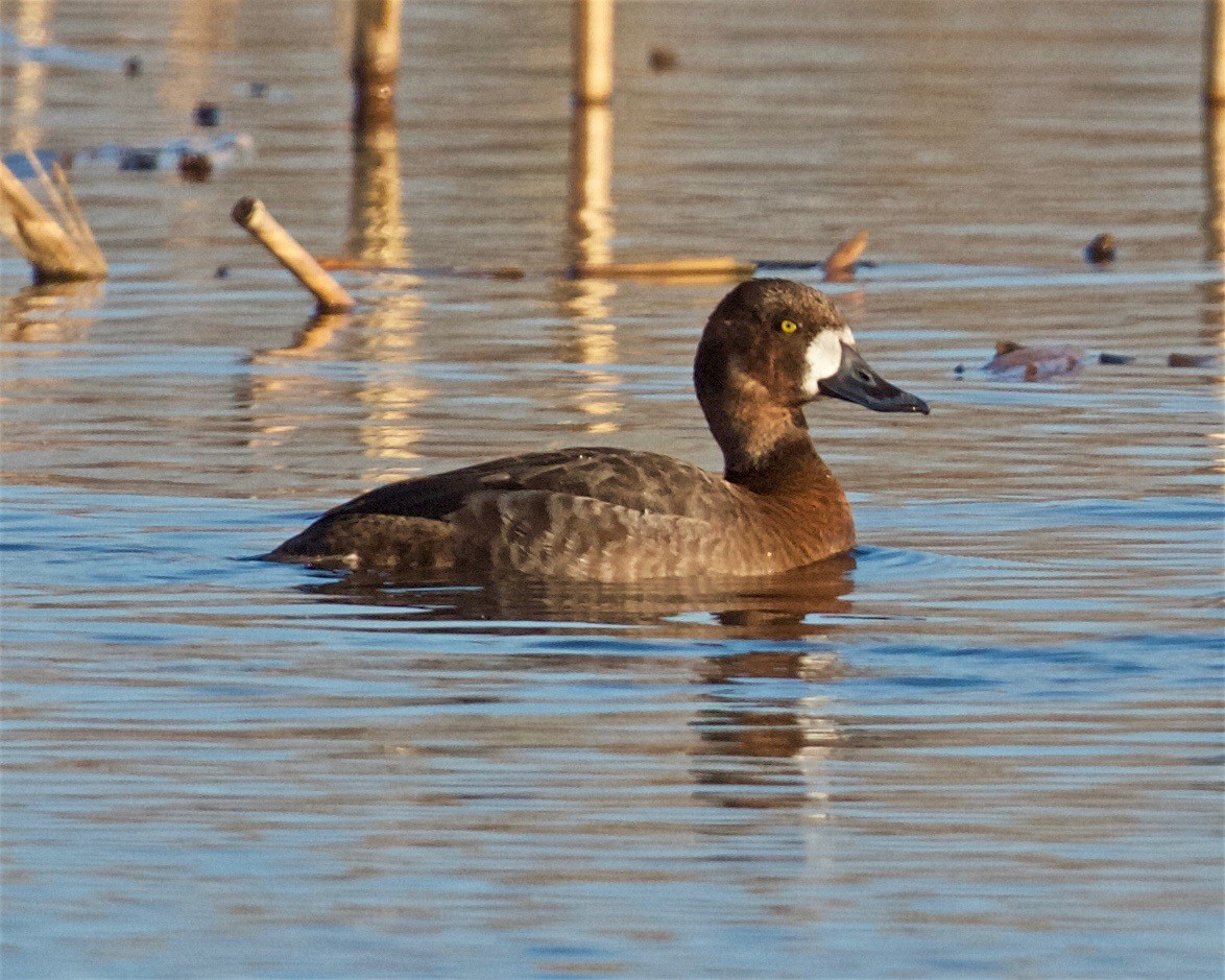 Greater Scaup - ML147900191