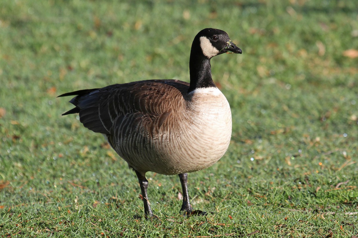 Cackling Goose (Aleutian) - ML147902071