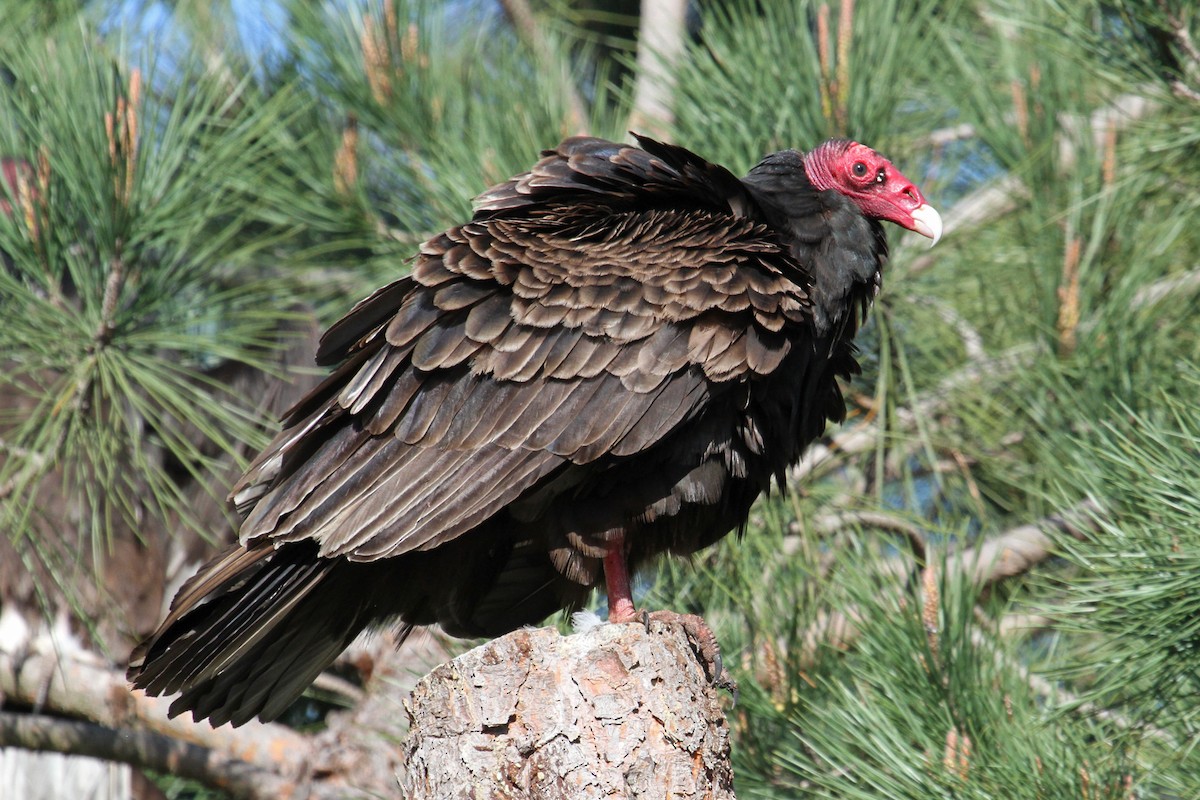 Turkey Vulture - ML147902371