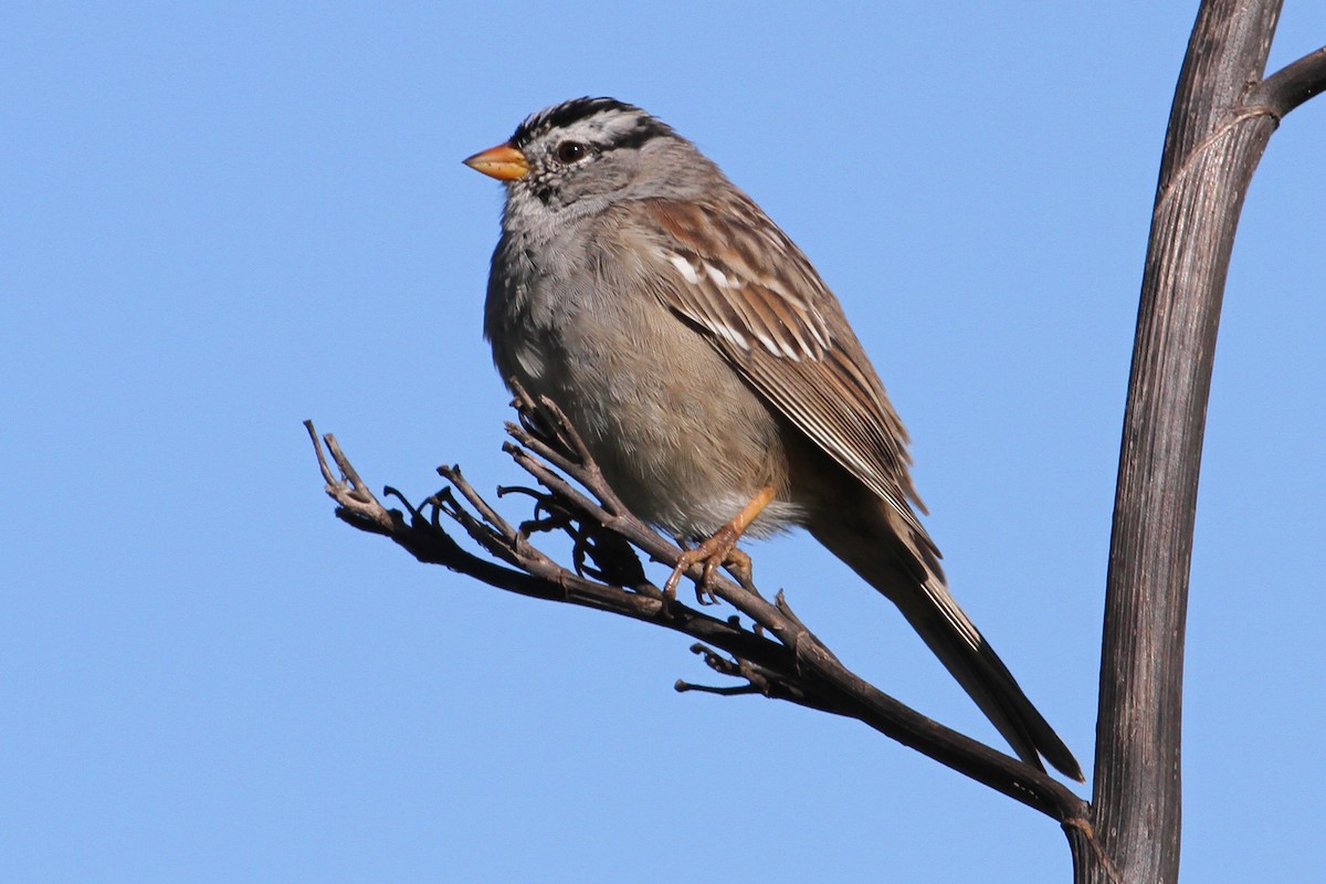 White-crowned Sparrow - Jamie Chavez
