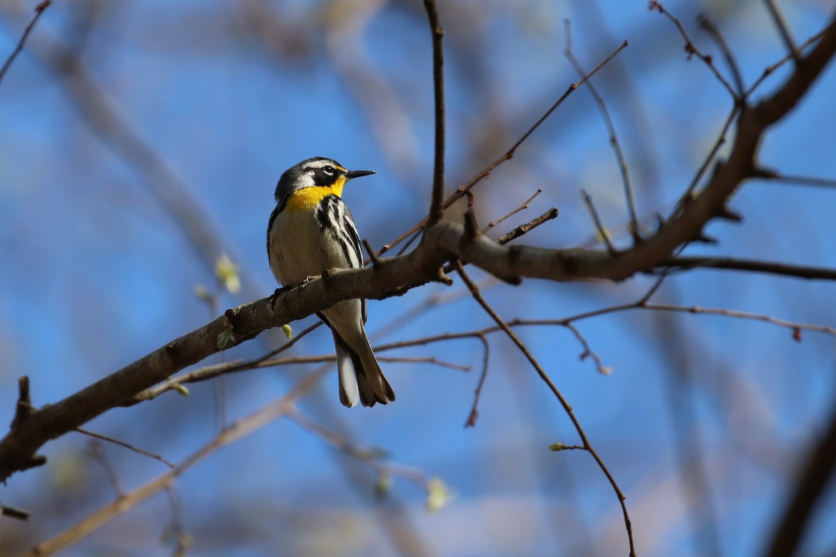 Yellow-throated Warbler - Martina Nordstrand