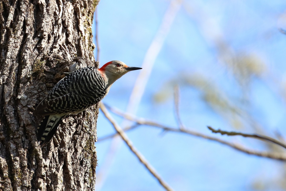Red-bellied Woodpecker - Martina Nordstrand