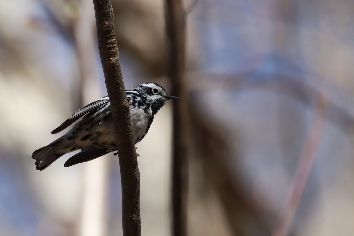 Black-and-white Warbler - ML147903821