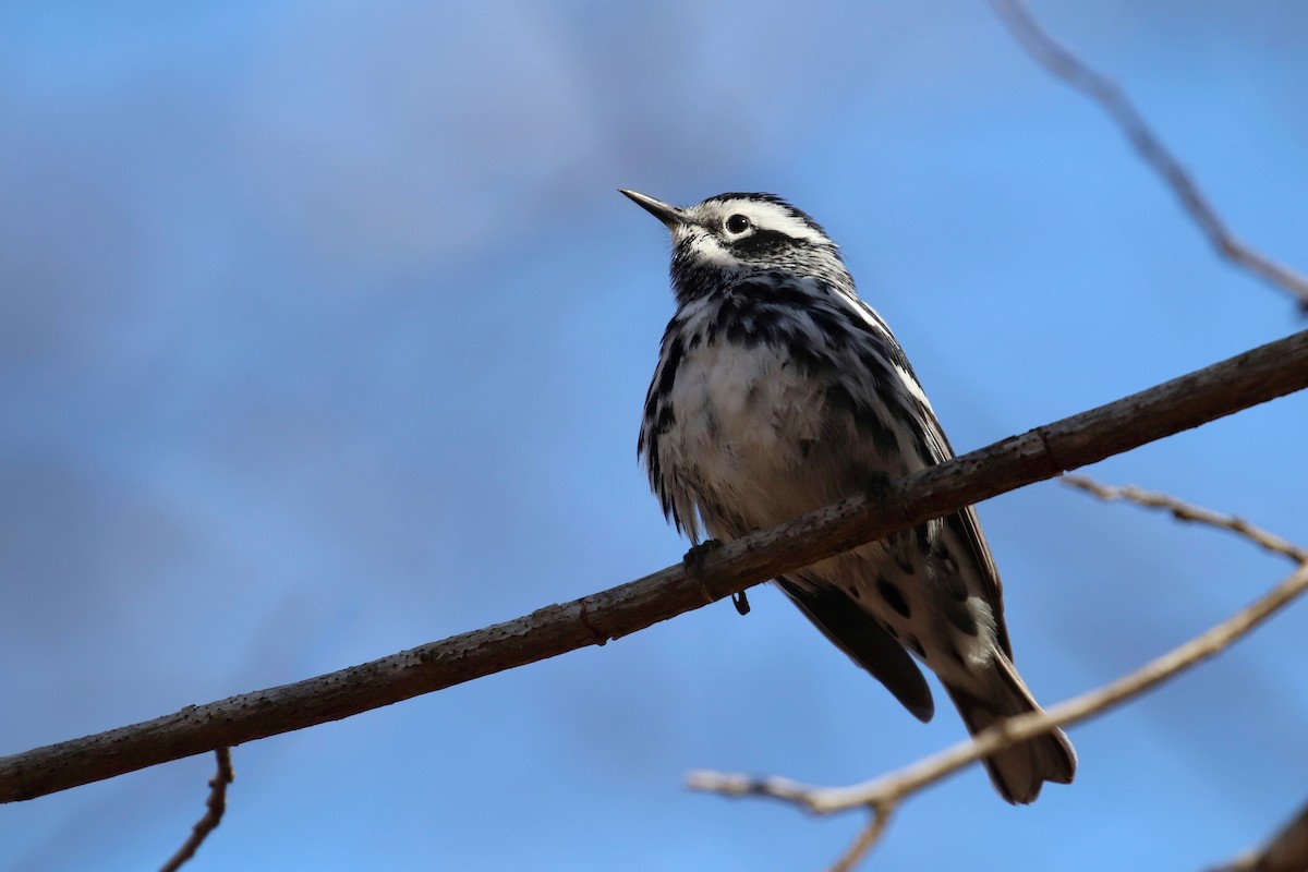 Black-and-white Warbler - ML147903831
