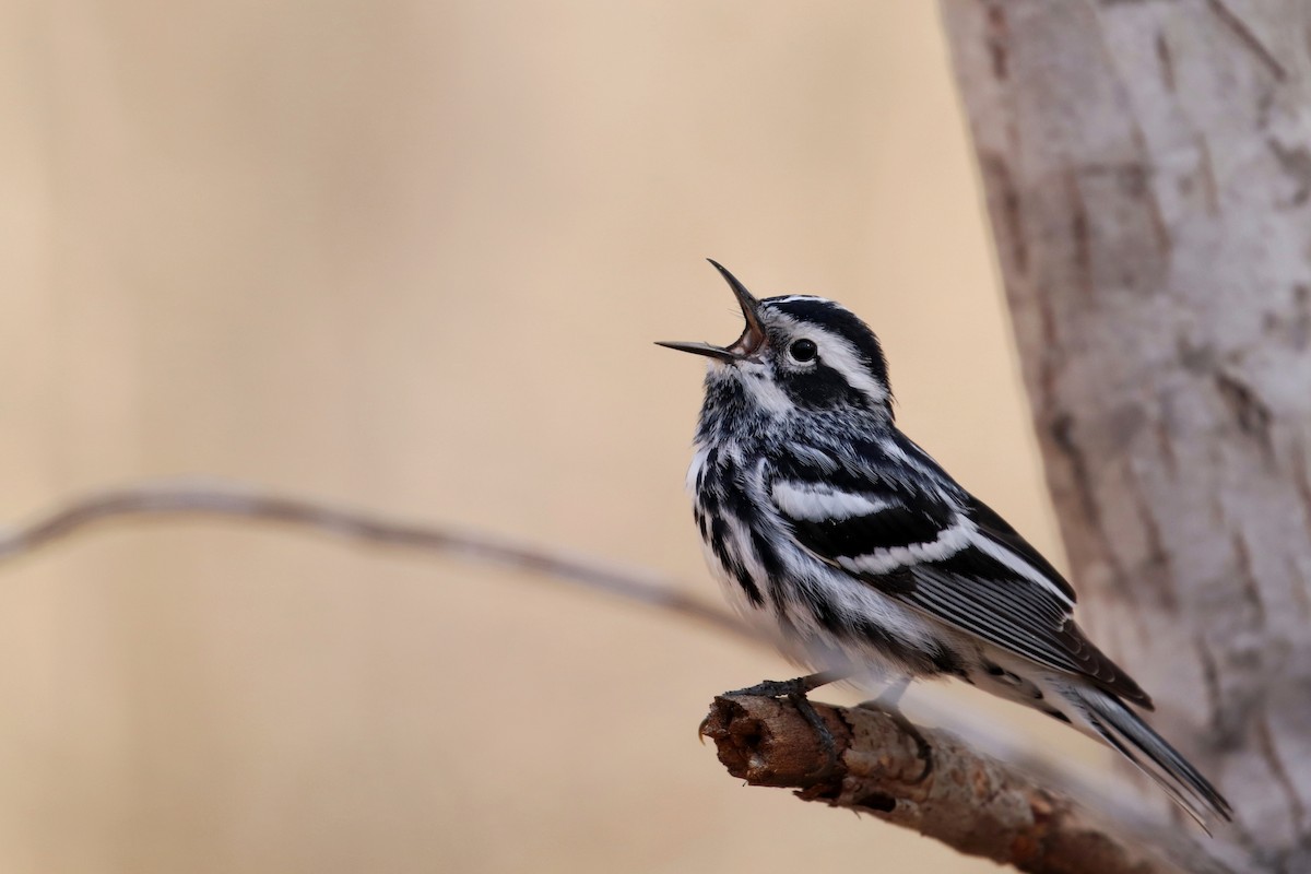 Black-and-white Warbler - ML147903951