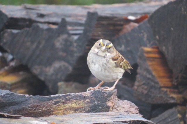 White-throated Sparrow - ML147904301