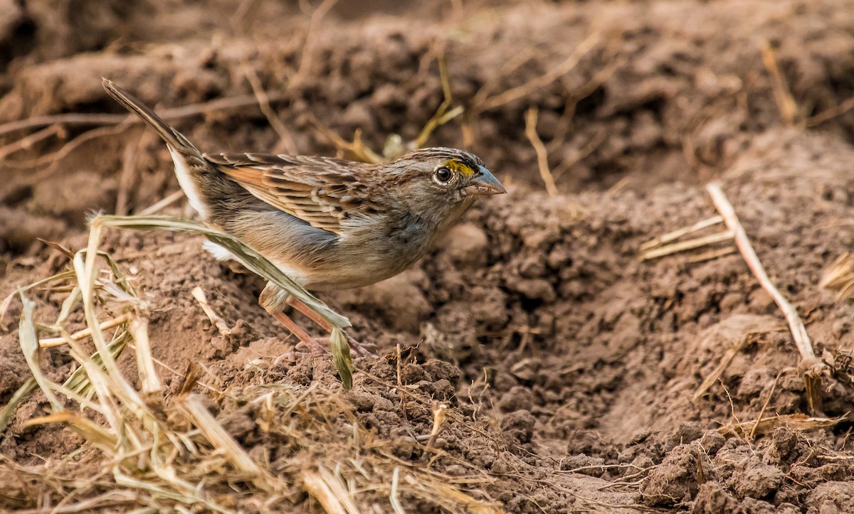 Grassland Sparrow - ML147904471