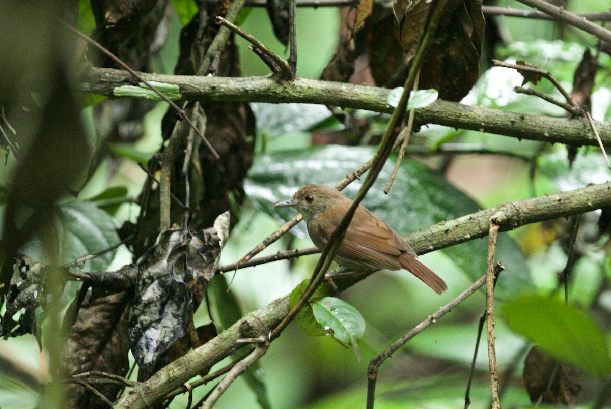 Sulawesi Babbler - ML147905011