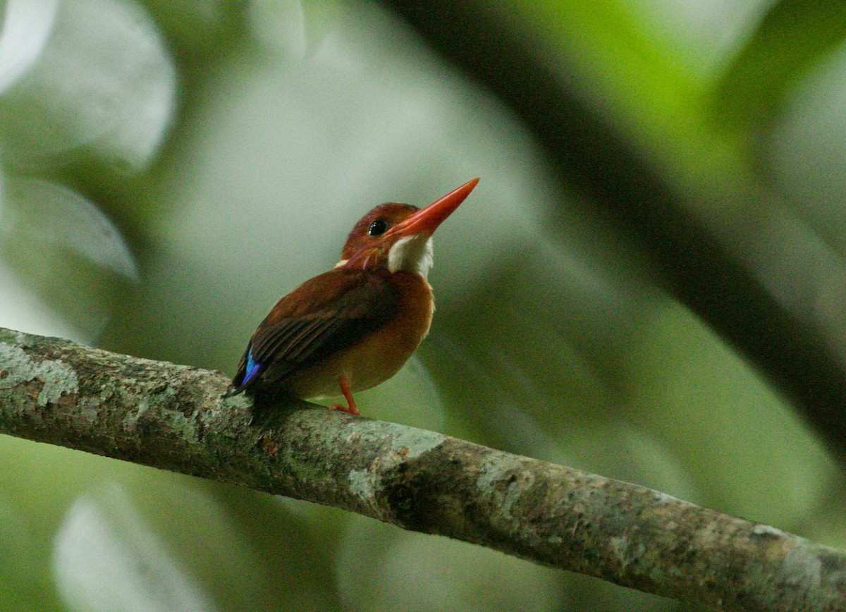 Sulawesi Dwarf-Kingfisher - ML147905111
