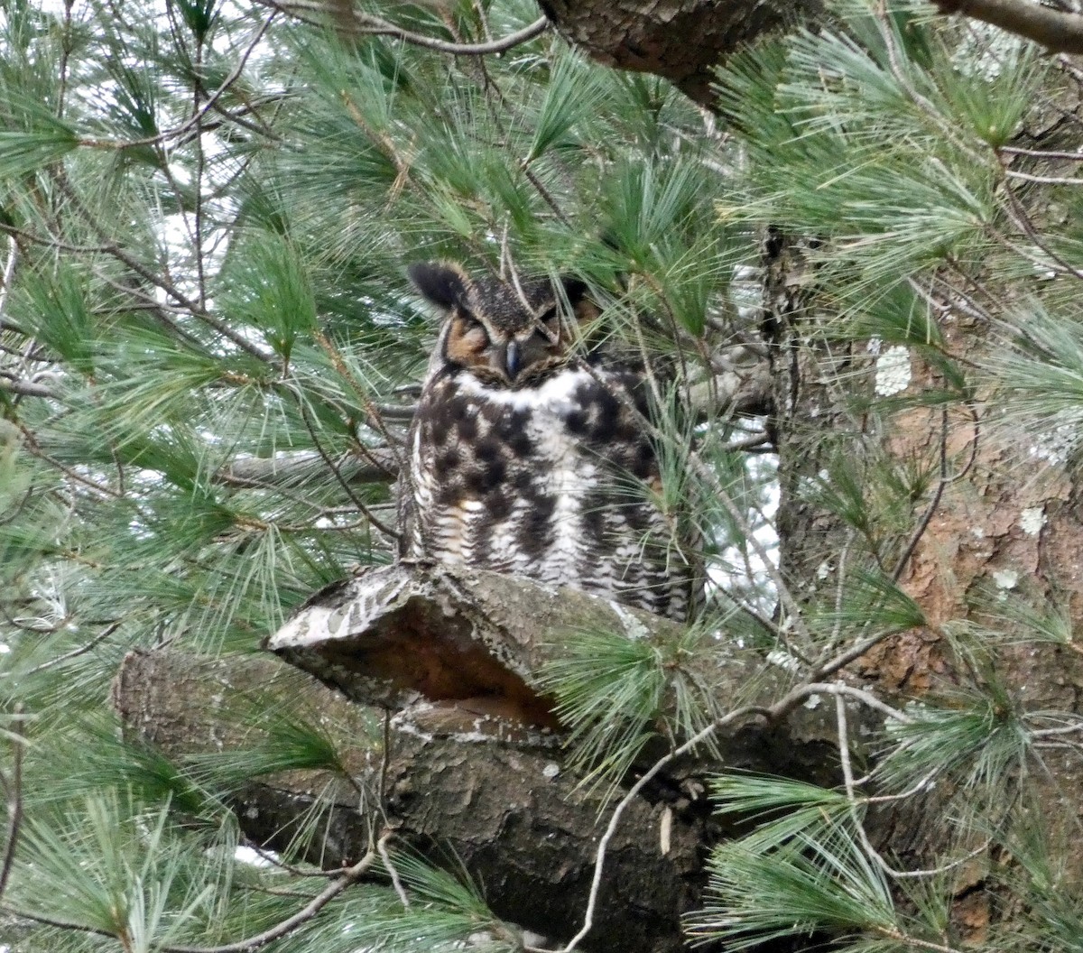 Great Horned Owl - ML147905861