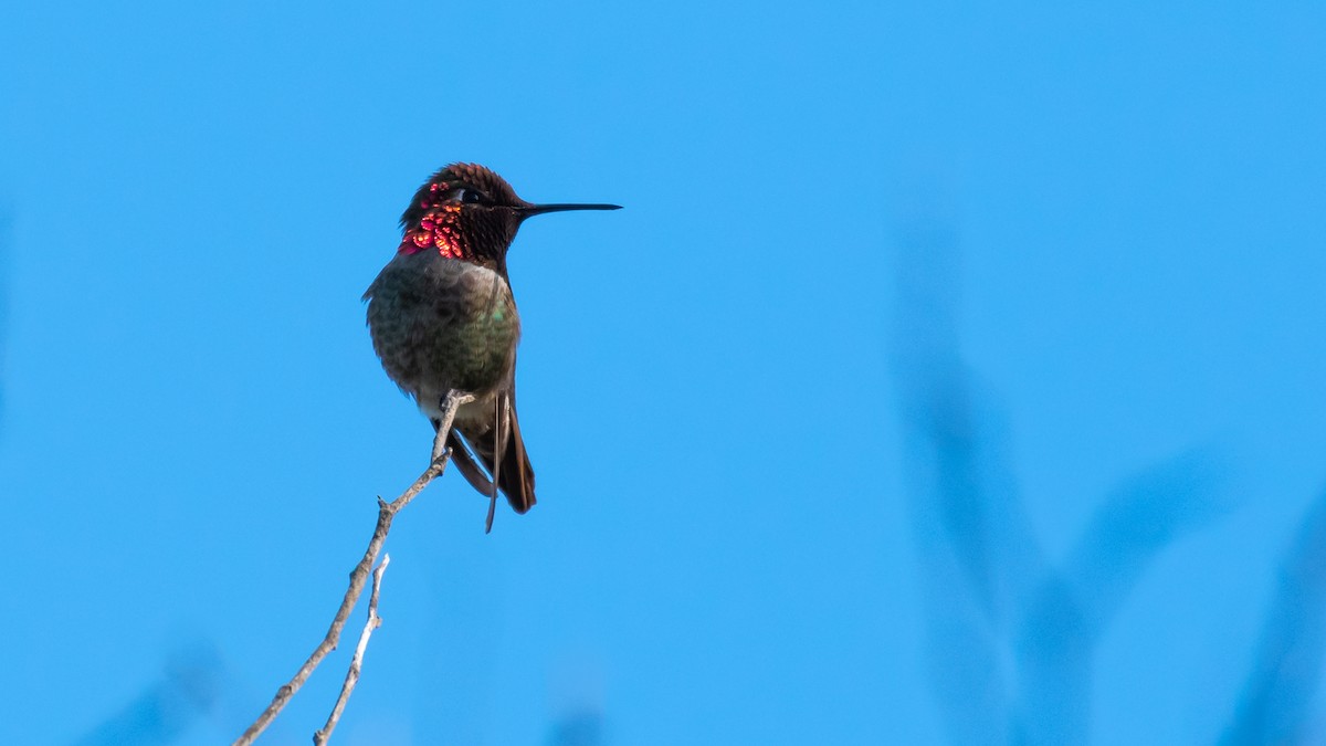 Anna's Hummingbird - Dan Hackley