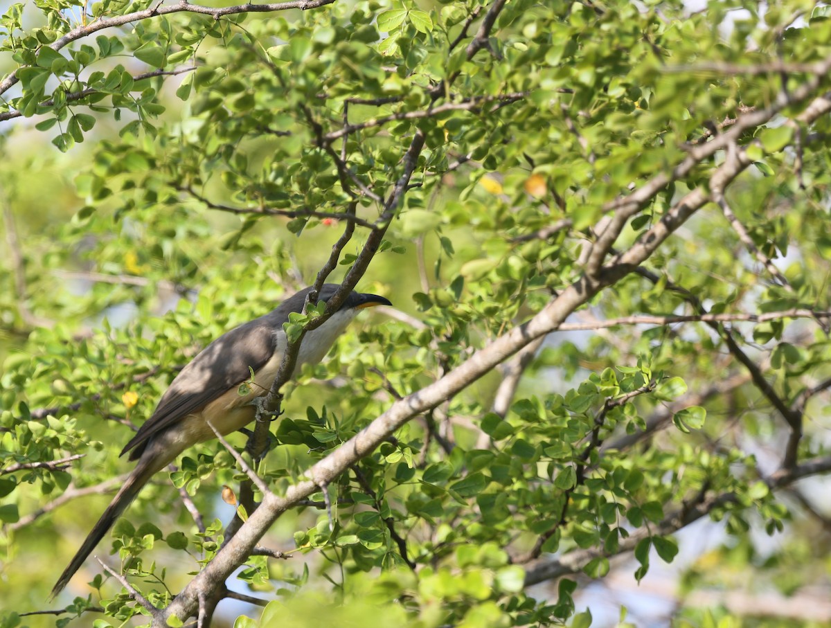 Mangrove Cuckoo - Ceri James