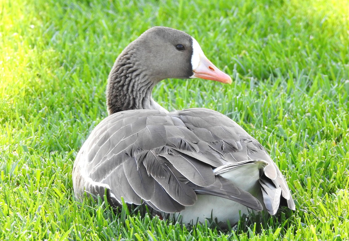 Greater White-fronted Goose - ML147908471