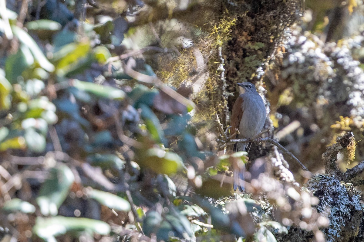 Brown-backed Solitaire - Cory Gregory