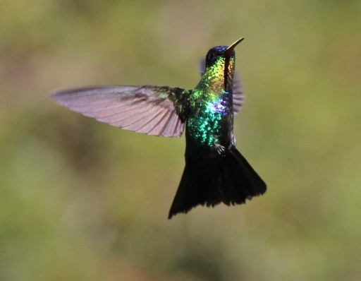 Fiery-throated Hummingbird - Stuart White