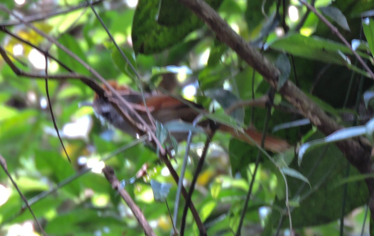 Rufous-capped Spinetail - Josi Guimarães