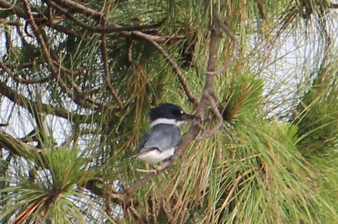 Belted Kingfisher - ML147917731