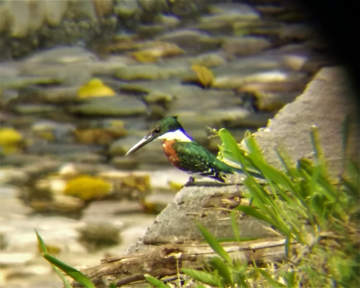 Green Kingfisher - Nicolás Bejarano